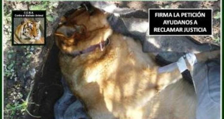 Ates sobre el envenenamiento de perros: “Es un delito excarcelable”