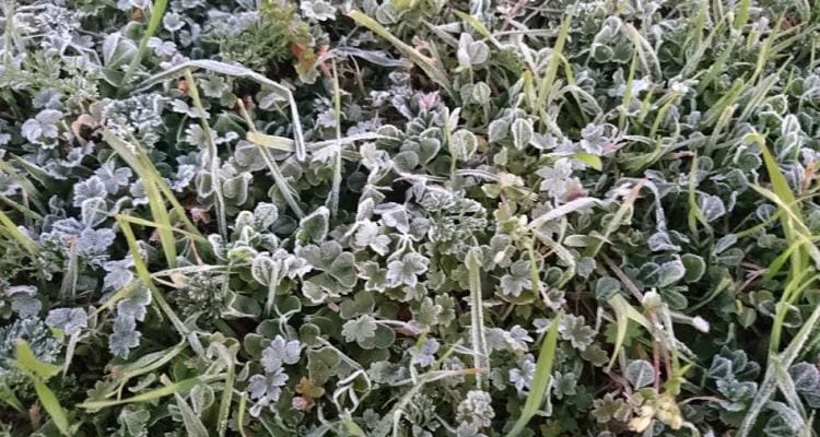 Control de heladas: Se registraron temperaturas bajo cero