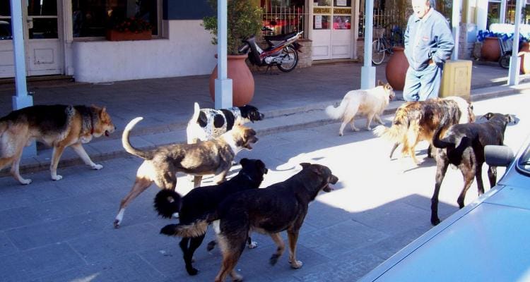 Con más de 100 firmas y solicitud de Banca Abierta, piden por la problemática de los perros callejeros