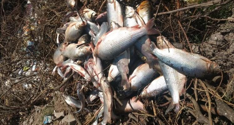 Decomisaron 90 kilos de pescado en Santa Lucía