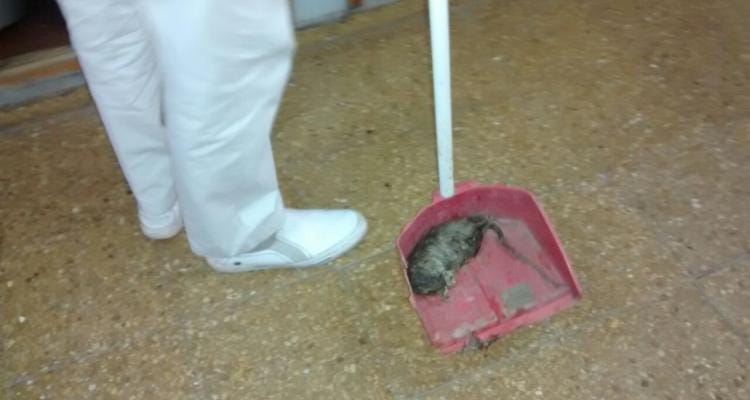 Encontraron ratones en la cocina del Hospital