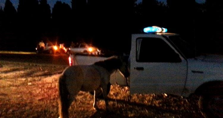 Accidente en ruta 1001: Conductor de un Chevrolet chocó un caballo
