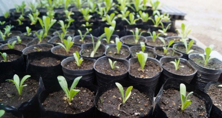 INTA propone una jornada de intercambio de plantines y semillas