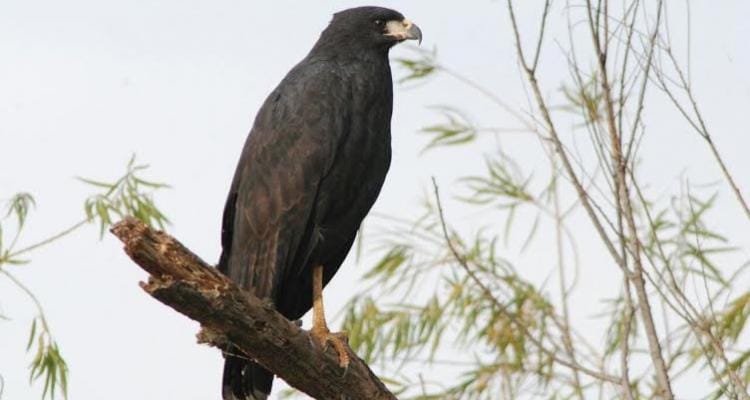 Encontraron un águila negra en zona de islas