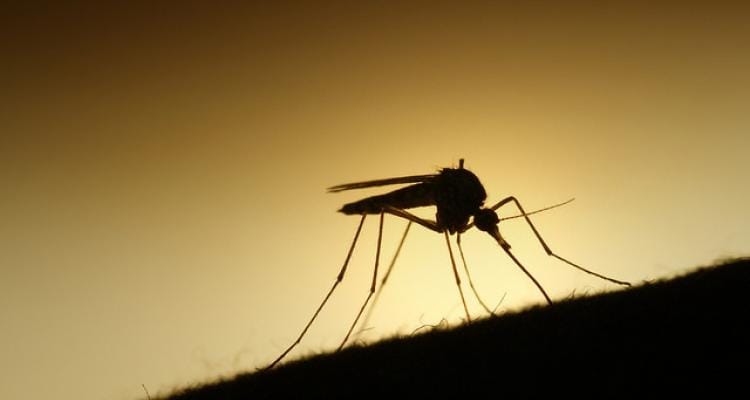 Fumigación de mosquitos en Vuelta de Obligado y Gobernador Castro