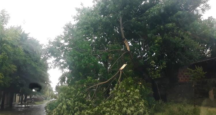 Tormenta: removieron tres árboles que cayeron en la vía pública