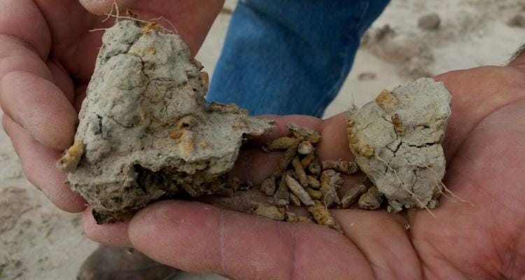 Museo Paleontológico halló fragmentos de raíces y tallos fosilizados de plantas acuáticas
