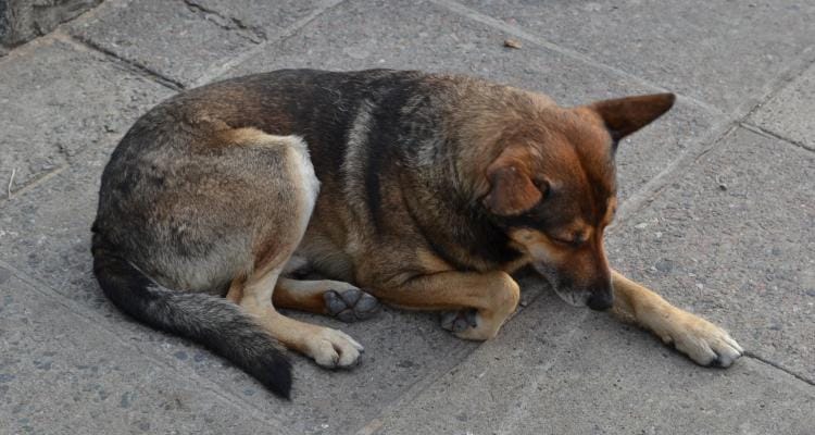 Este jueves, Banca Abierta en el HCD para exigir soluciones ante la problemática de los perros callejeros