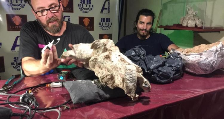 Museo Paleontológico: Demostración de preparación de fósiles en vivo y exposición