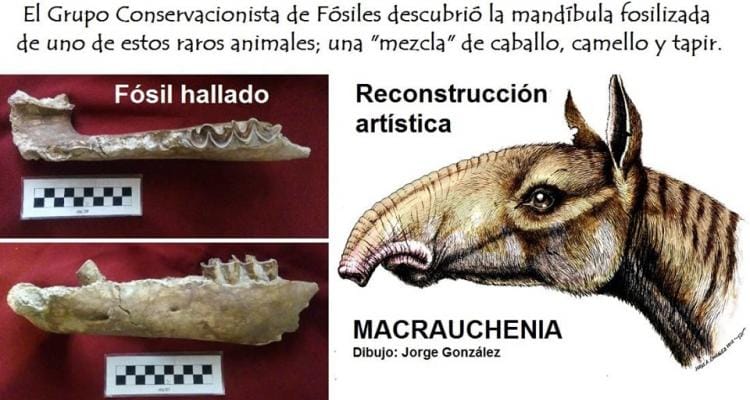 Museo Paleontológico: Descubren restos de una Macrauchenia