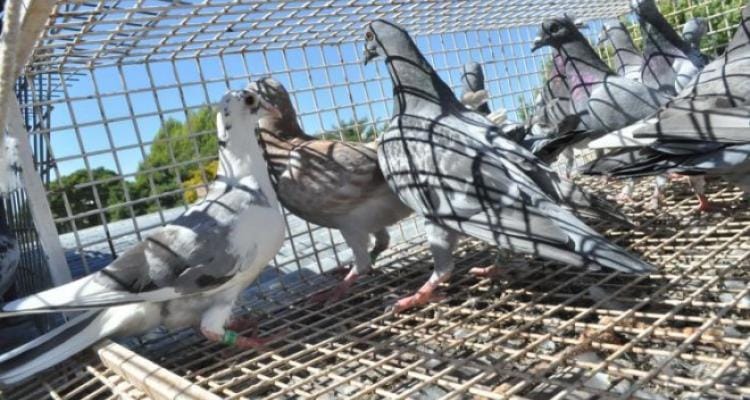 Robaron palomas de competición de una quinta de César Mascetti