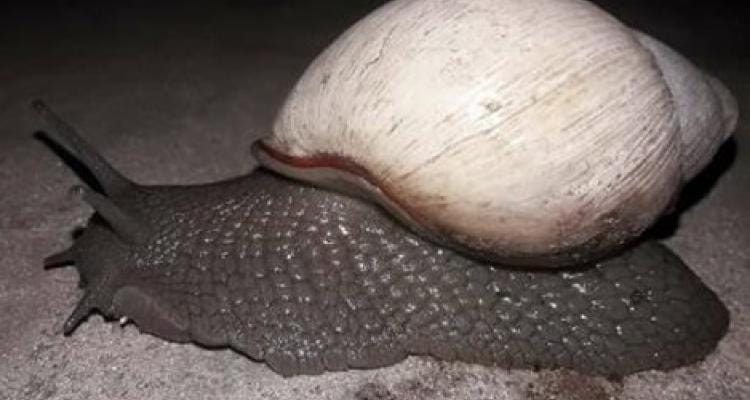 Reporte ciudadano: Tamaño de caracol sorprendió a vecinos