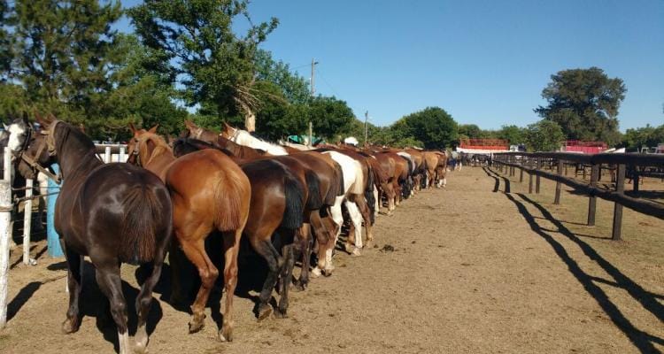 Control equino durante la fiesta de El Fortín permitió evitar caballos con anemia en la ciudad