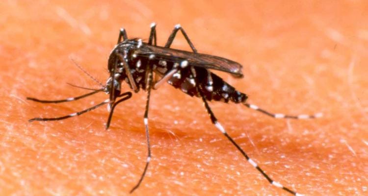 Pergamino: Confirman el primer caso de Zika en la Provincia
