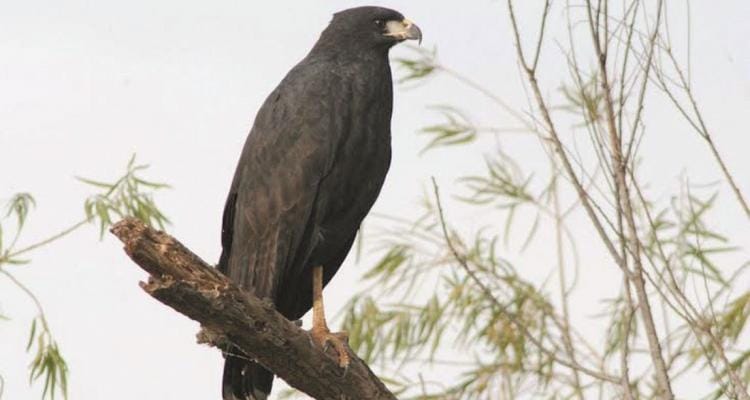> Un águila negra en zona de islas