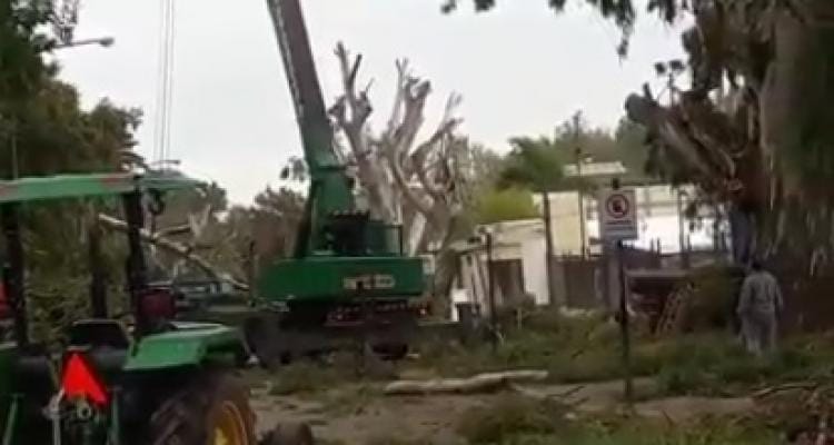 [VIDEO] Continúa la poda de árboles frente al club Náutico