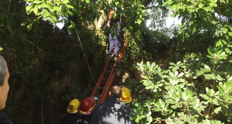 Bomberos rescató a un podador que quedó atrapado entre las ramas que cortaba