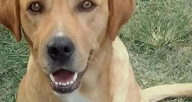 Preocupación en Villa Igoillo por la aparición de perros envenenados