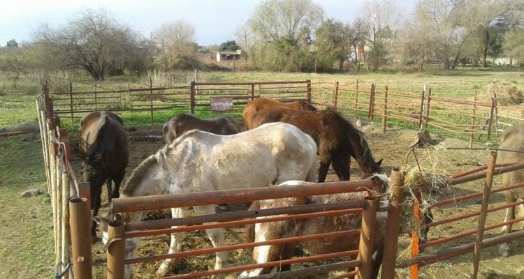Pasaron a propiedad municipal seis caballos secuestrados en controles