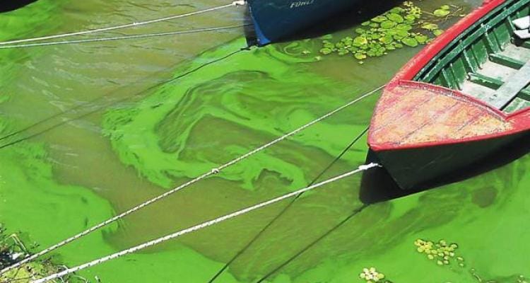 Advierten por contaminación en el río: “Son algas cianógenas”