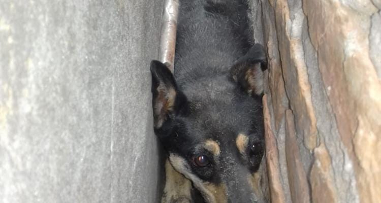 Bomberos rescató a una perra atrapada entre dos bóvedas en el cementerio