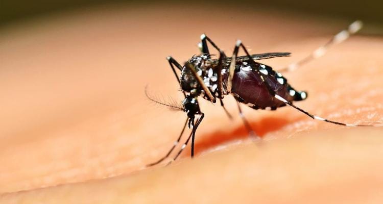 Dengue: el Ministerio de Salud bonaerense confirmó 26 casos en la Provincia y lanzó una campaña de prevención