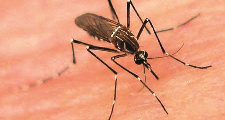 > Primer caso sospechoso de Dengue en Ramallo