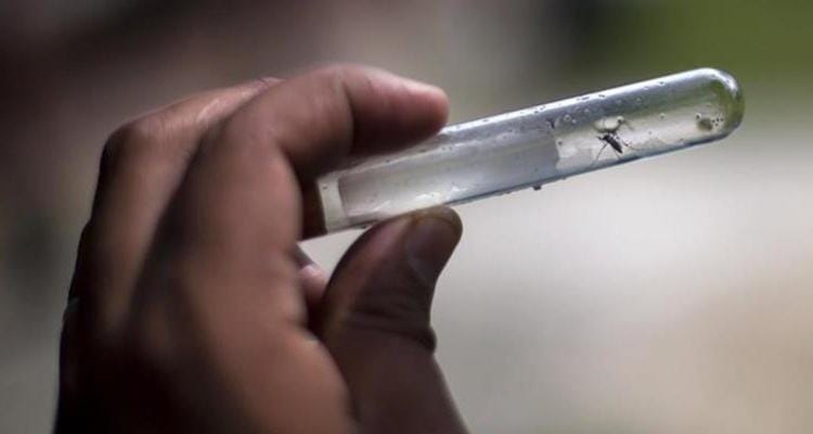 Analizan caso sospechoso de Dengue en Baradero