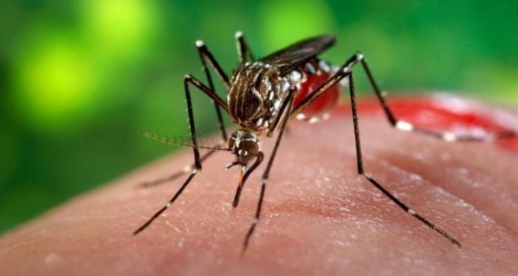 Confirman caso de dengue en un sampedrino efectivo de Prefectura