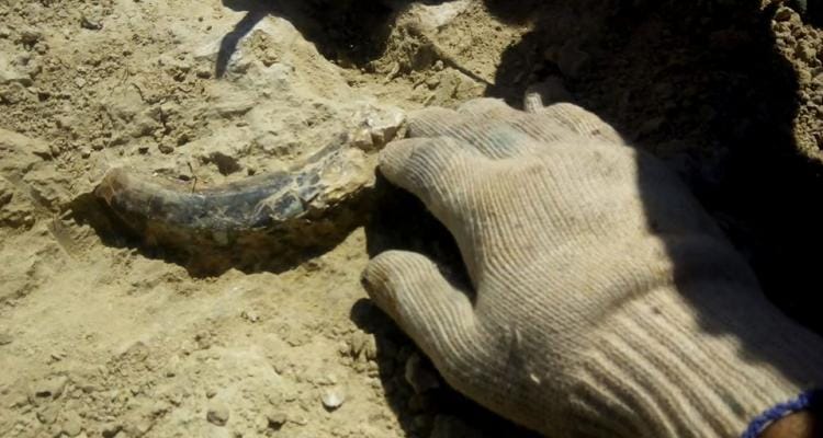 Hallaron fósiles de mamíferos de más 200 mil años