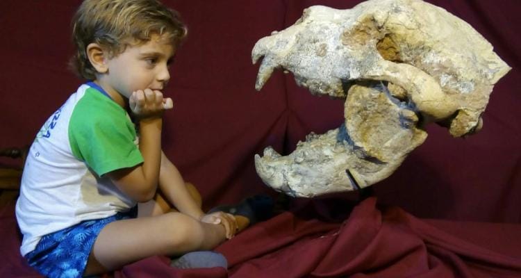 Museo Paleontológico: descubren un oso prehistórico gigante
