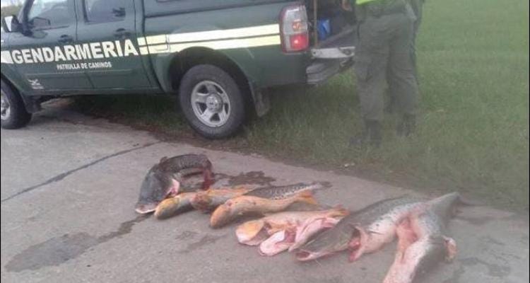 Gendarmería decomisó alrededor de 80 kilos de pescado