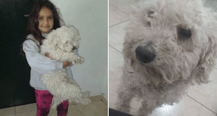 Siguen buscando a Coco, el perro que adoptó una familia sampedrina luego de que lo abandonaran en Rosario