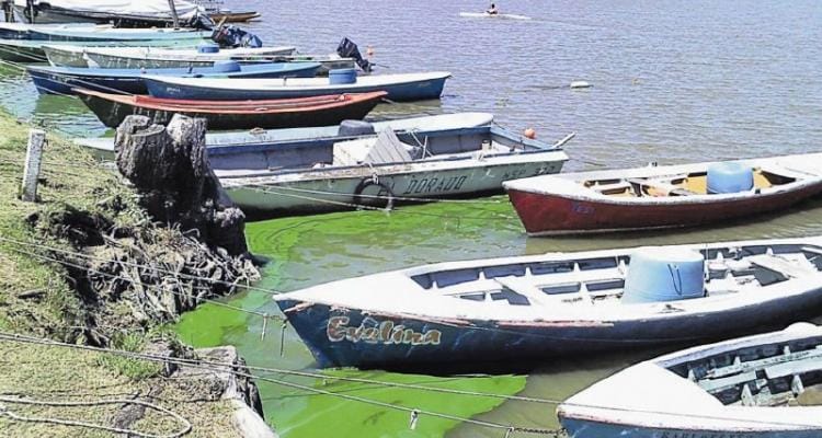 Algas: de San Pedro a Puerto Madero