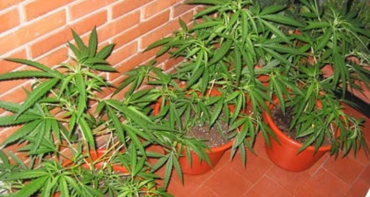 Secuestran plantas de marihuana durante un allanamiento