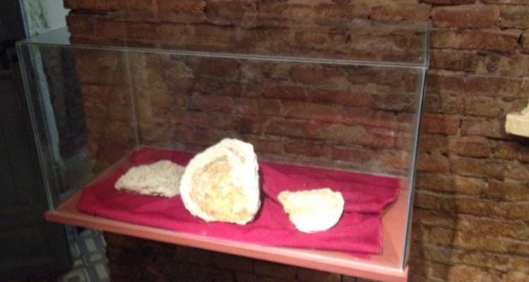 Continúa la muestra de ostras gigantes en el Museo Paleontológico