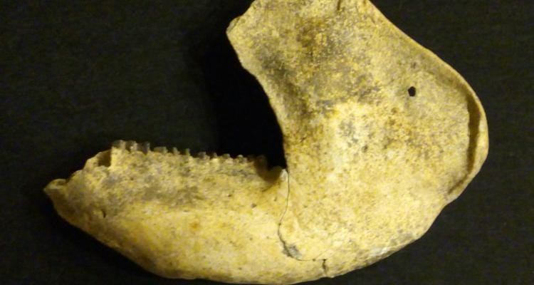 Un vecino encontró un fósil de un mamífero acorazado en La Tosquera
