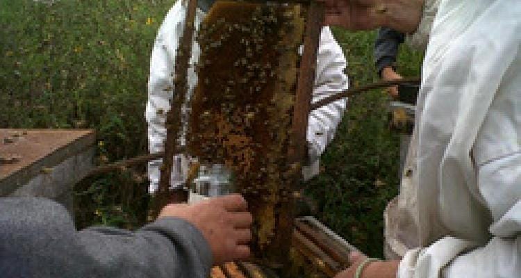 Inta brindará un taller sobre el manejo de apiarios