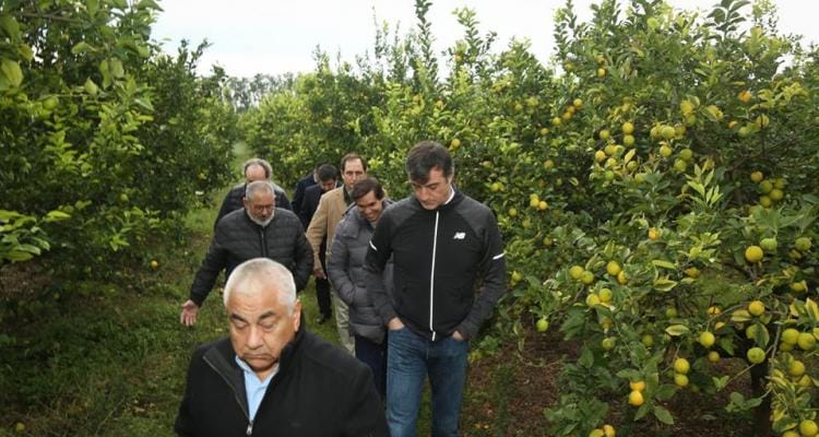 El gobierno apuesta a la producción de limones “para recuperar la fruticultura”