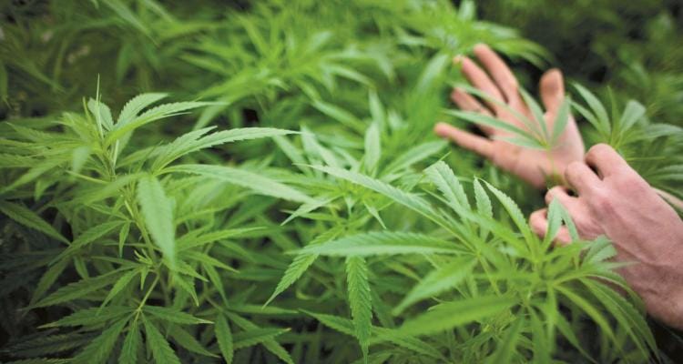 20 kilos en plantas de marihuana  y el debate sobre el autocultivo