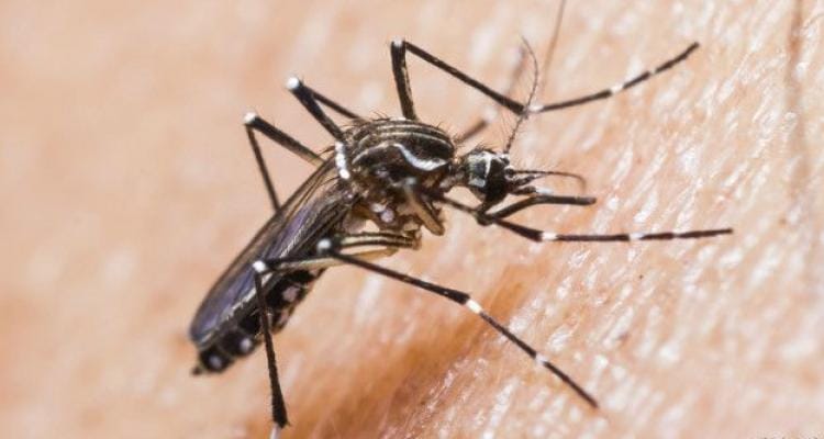 Analizan caso sospechoso de Dengue en Ramallo