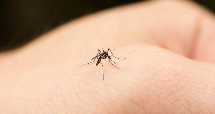 Mosquitos: “Es imposible vivir acá abajo”