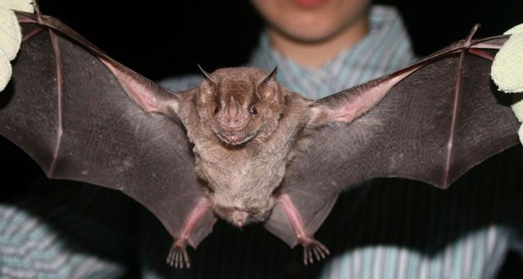 Confirmaron rabia en un murciélago y harán “vacunación preventiva”