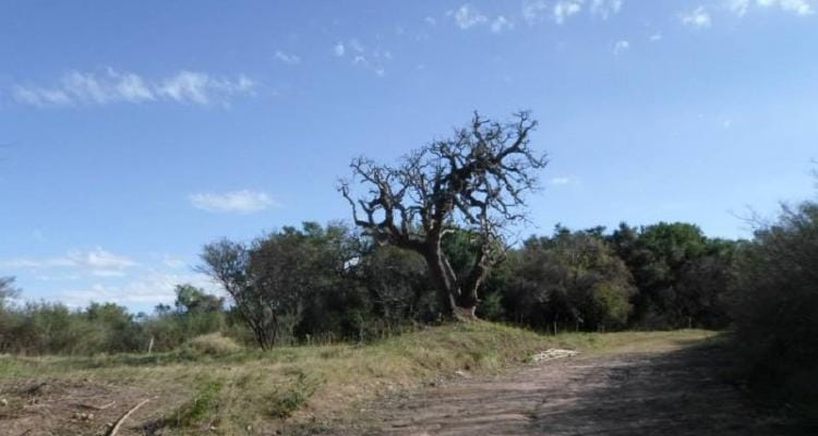 Denuncian más desmontes en la Reserva Natural Vuelta de Obligado