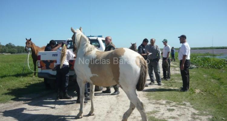 Baradero: Operativo para controlar caballos sueltos