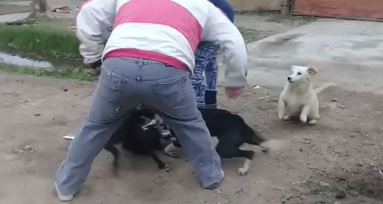 Oficina Animal: Contrataron a una proteccionista para implementar el control canino