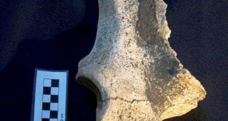 Hallan pelvis fosilizada de animal del Pleistoceno
