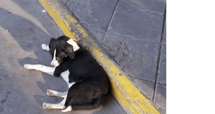 Mascotas: cómo será la castración gratuita que ofrecerá la nueva veterinaria municipal