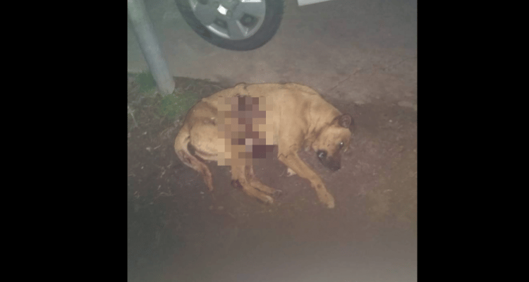 Río Tala: Apuñalaron a un perro callejero y la comunidad pide medidas contra los agresores