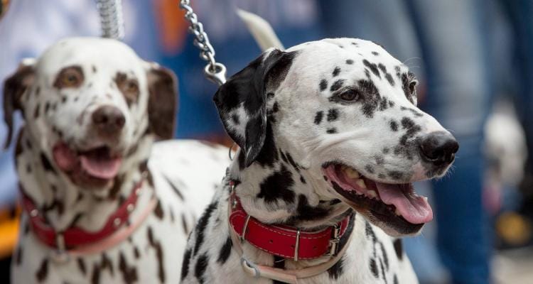 Desfile canino en el Paseo Público este domingo